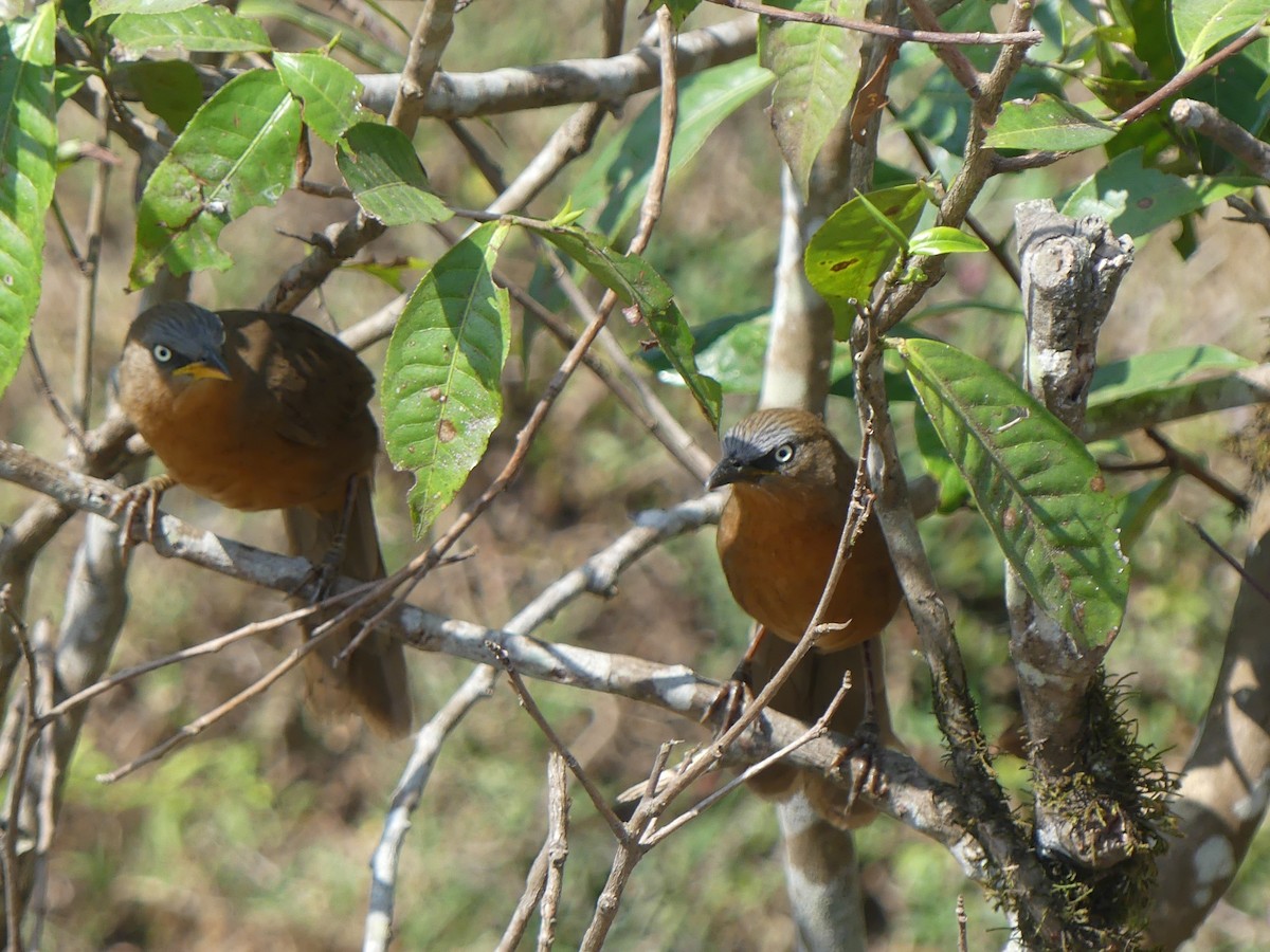 Rufous Babbler - Ann Kovich