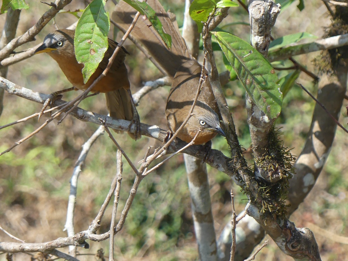 Rufous Babbler - ML615389196