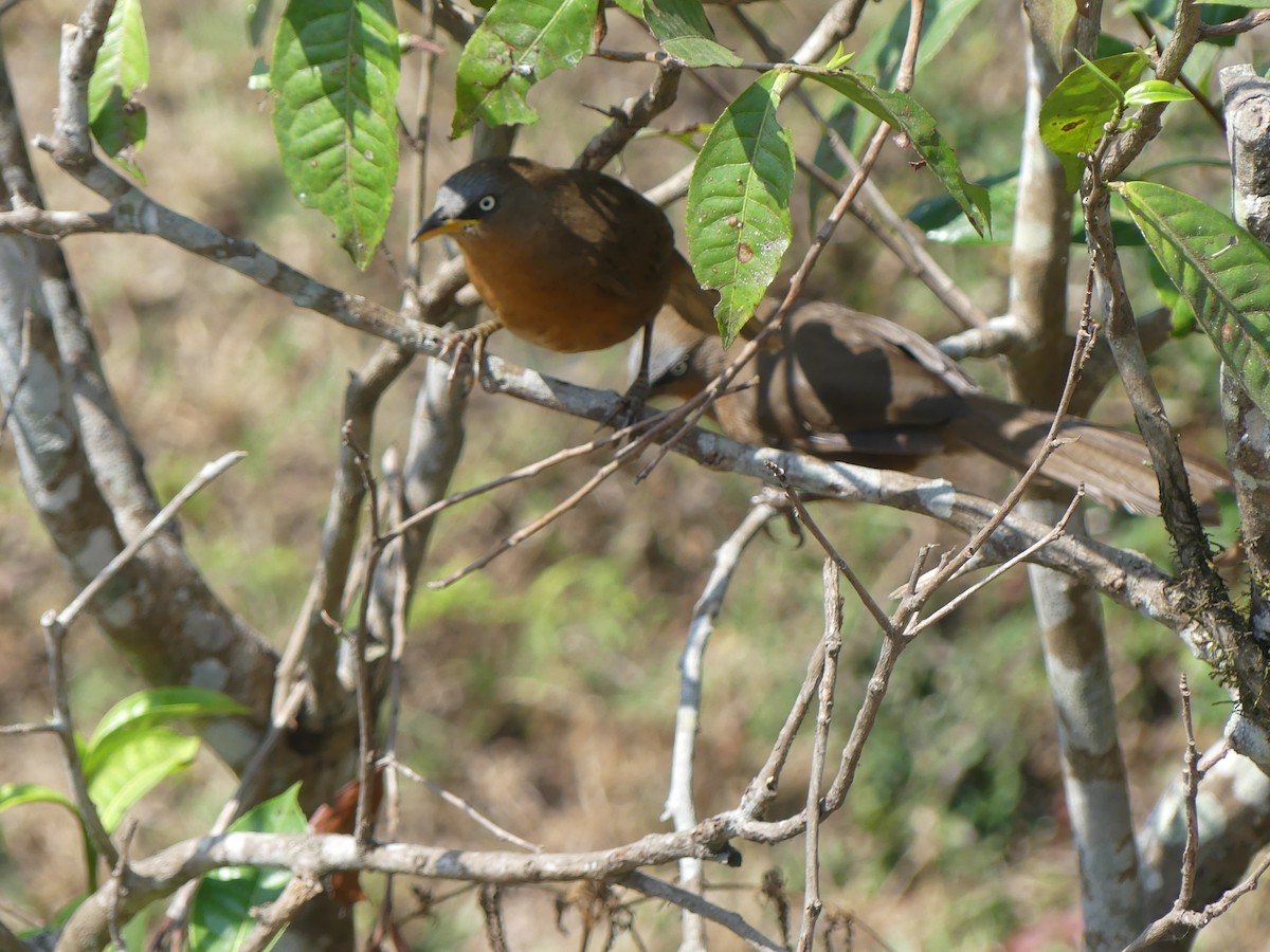 Rufous Babbler - Ann Kovich