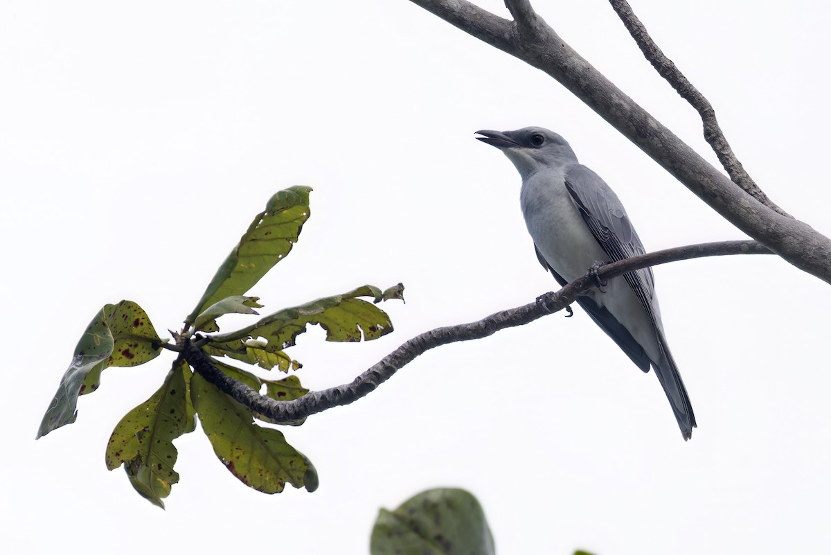 White-bellied Cuckooshrike - ML615389224