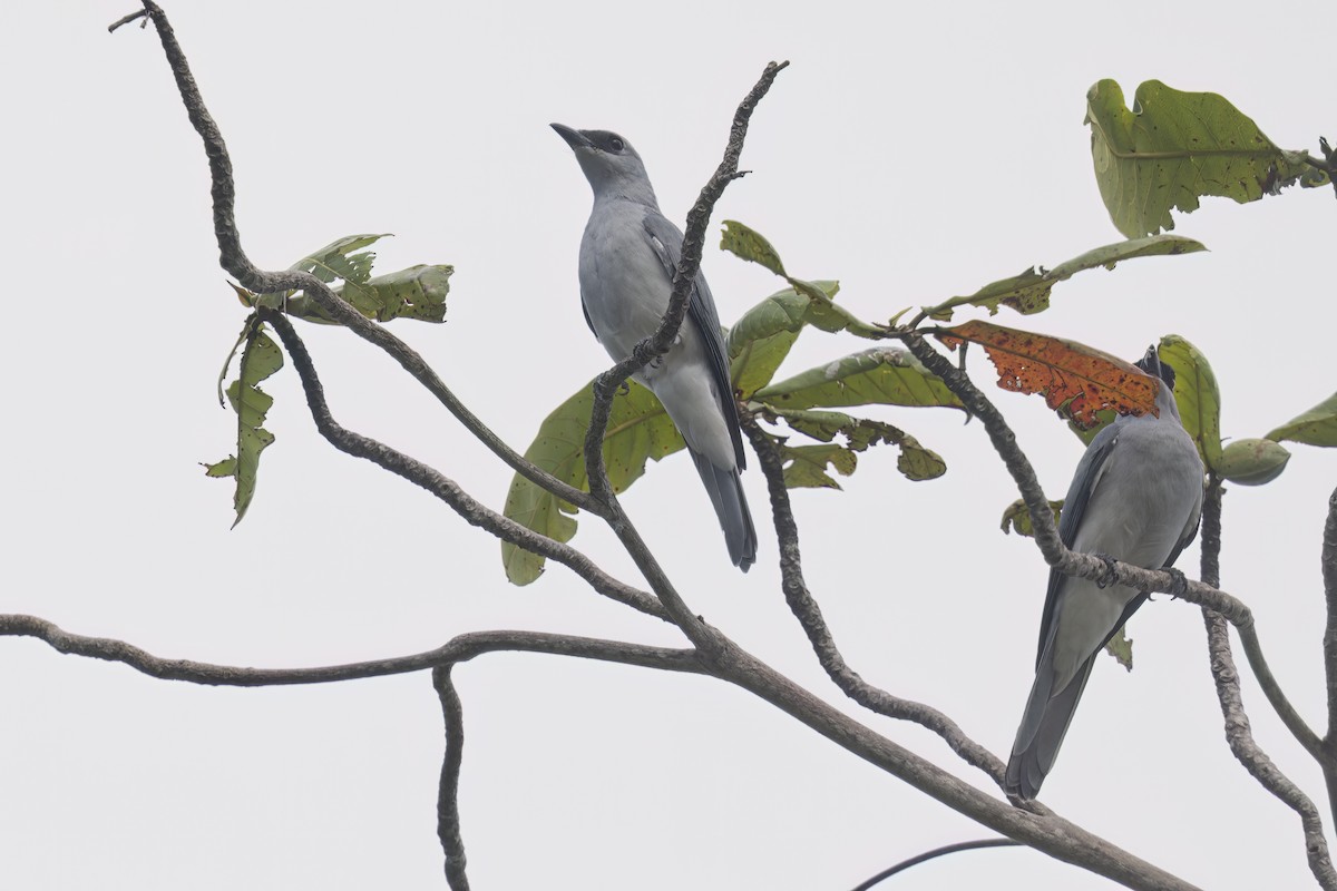 White-bellied Cuckooshrike - ML615389225