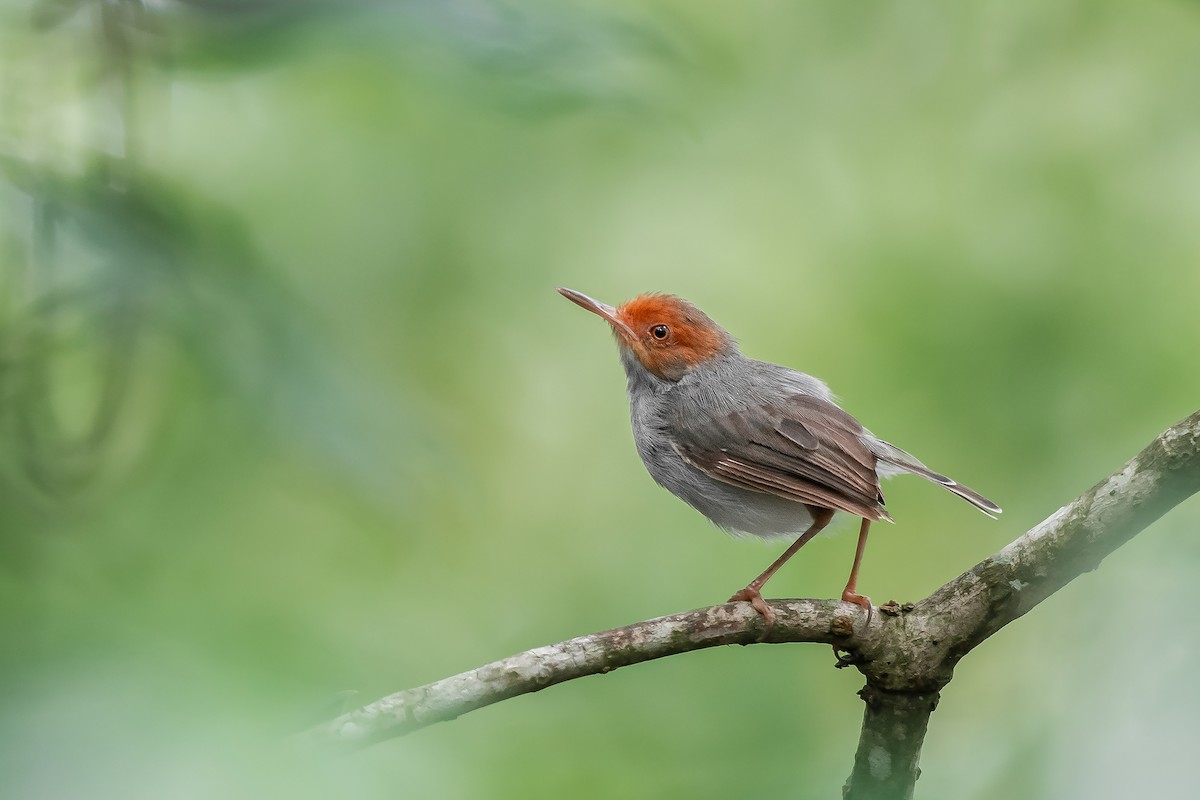 Ashy Tailorbird - ML615389273