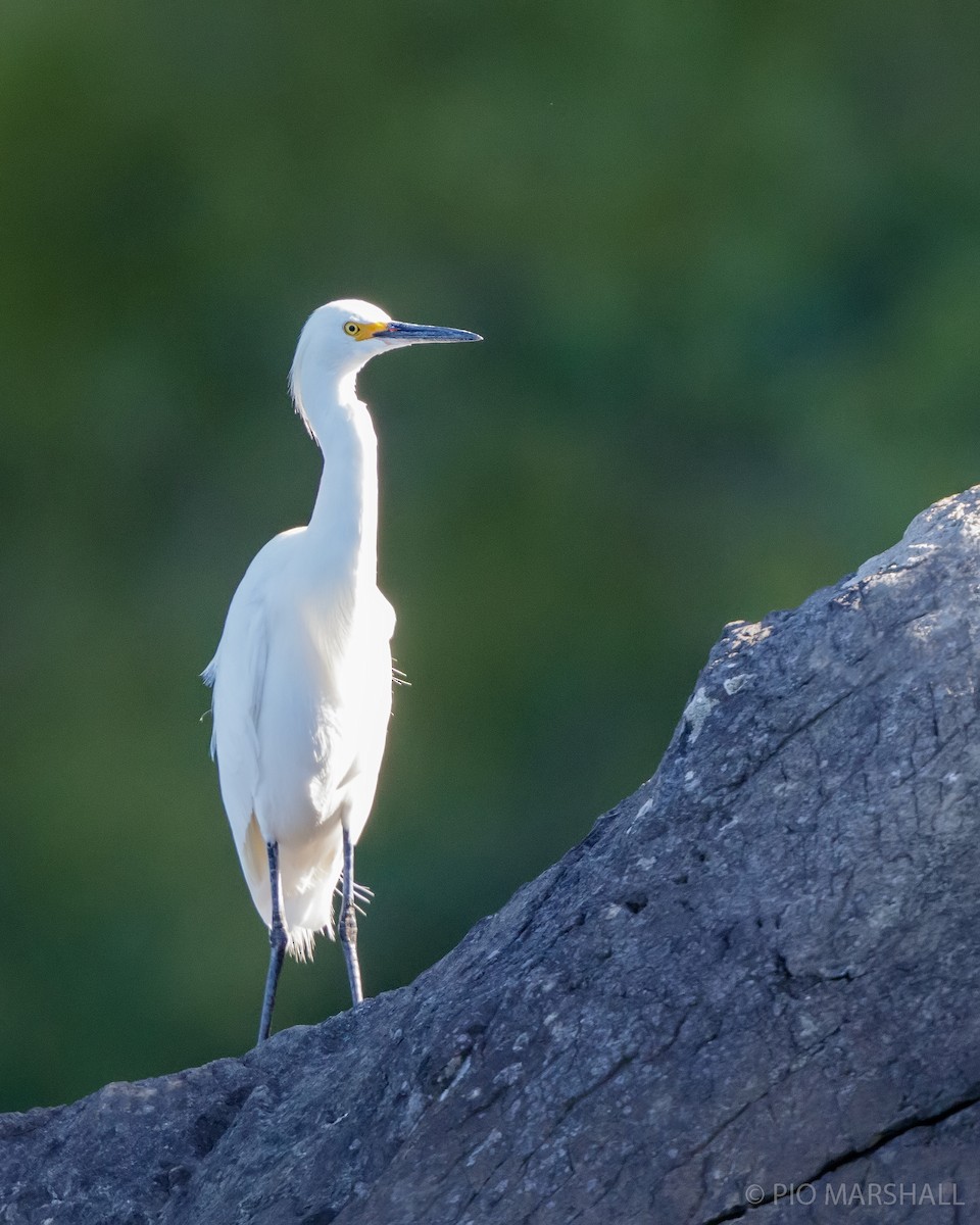 Snowy Egret - ML615389318