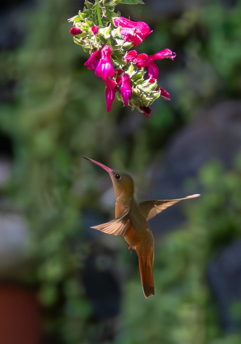 kolibřík ryšavý - ML615389416