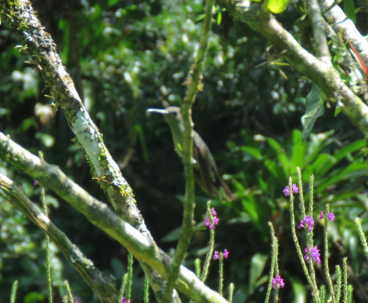 Scaly-breasted Hummingbird - Jim Peterson