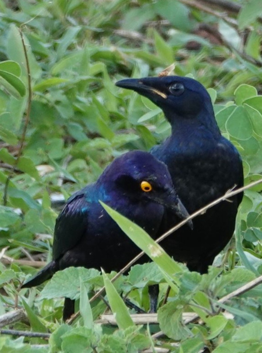 Purple Starling - Geoff Dobbs