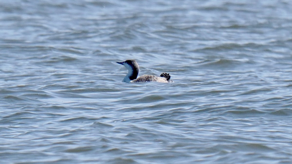 Red-throated Loon - ML615389457