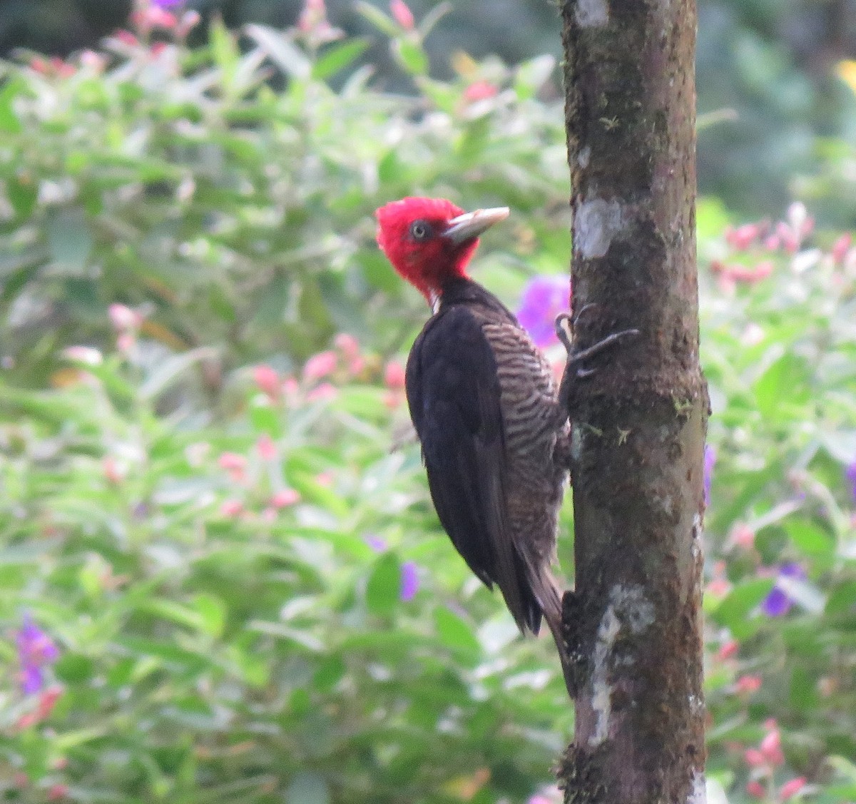 Pale-billed Woodpecker - Jim Peterson