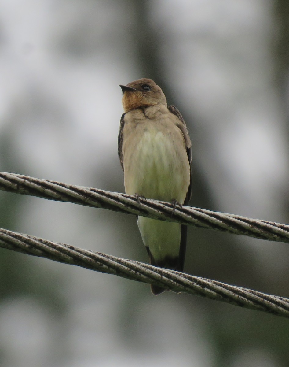 Hirondelle à ailes hérissées - ML615389485