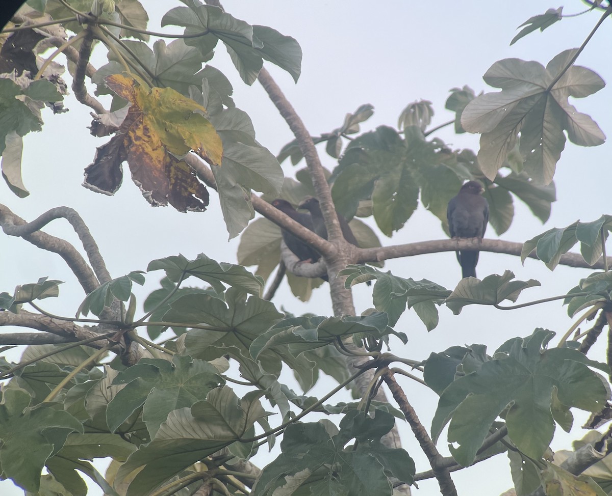 White-crowned Pigeon - ML615389588