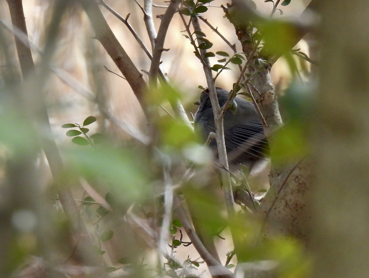 Gray Catbird - ML615389626