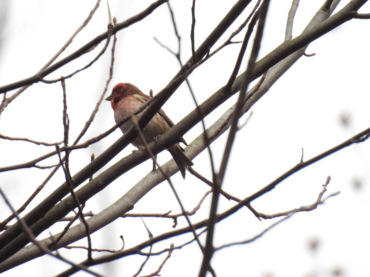 Purple Finch - ML615389635