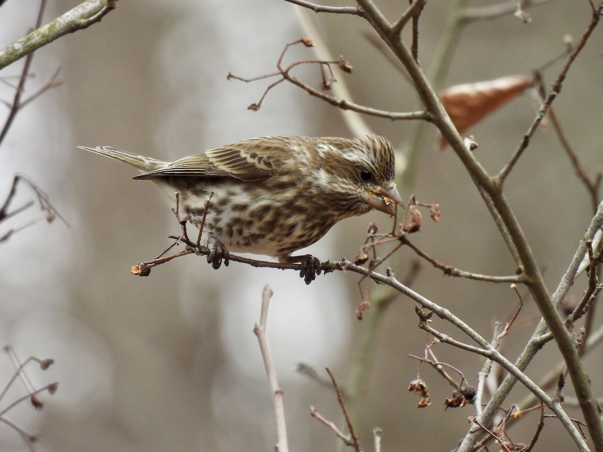 Purple Finch - ML615389636