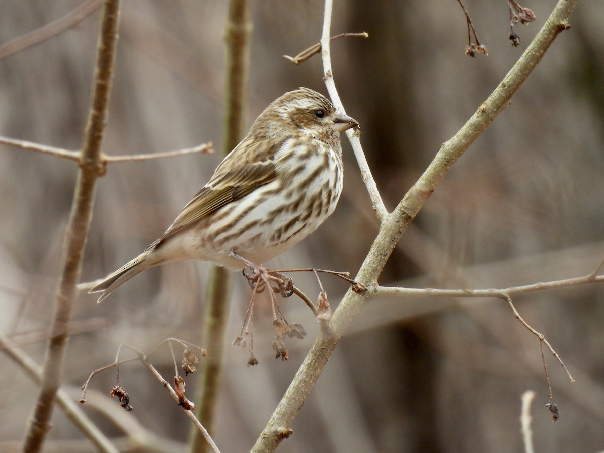 Purple Finch - ML615389637