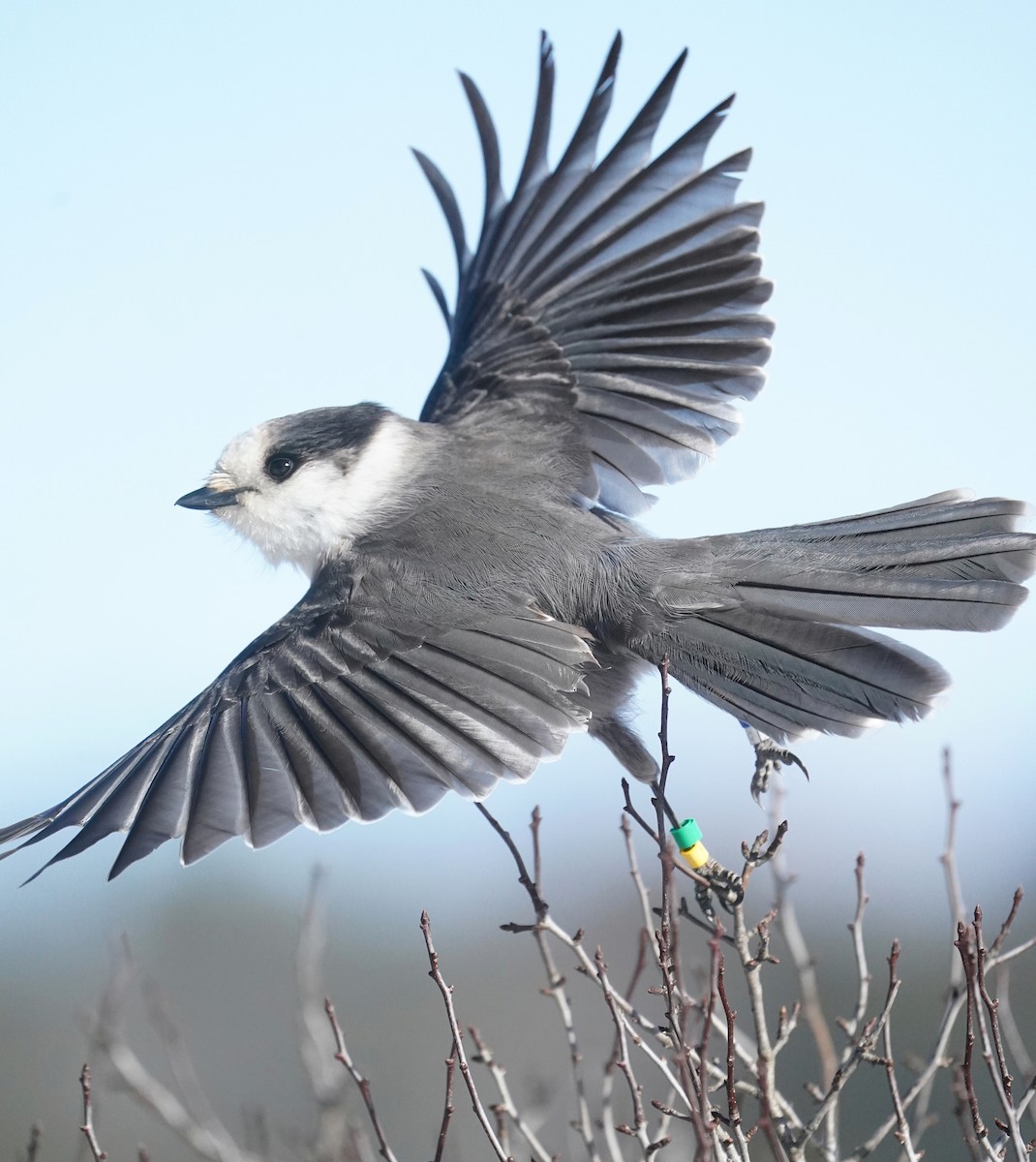 Canada Jay - ML615389649