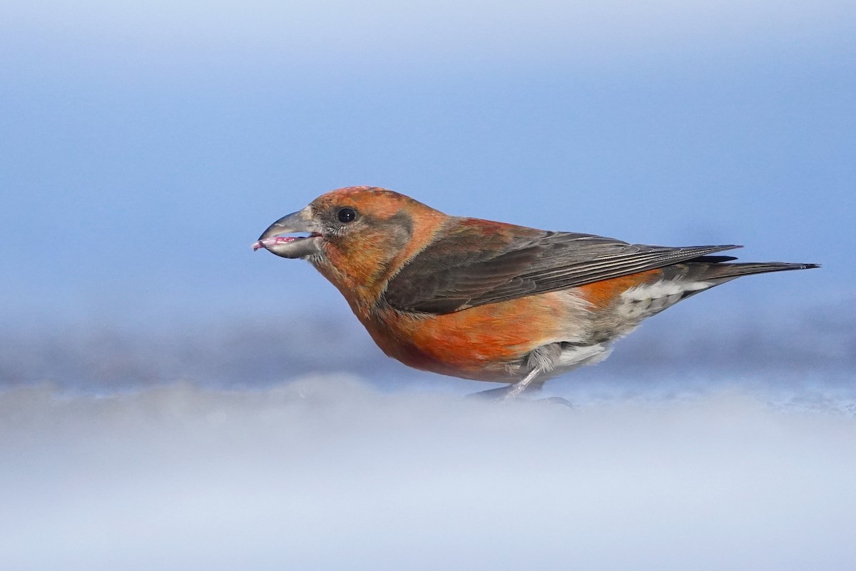 Red Crossbill - ML615389657