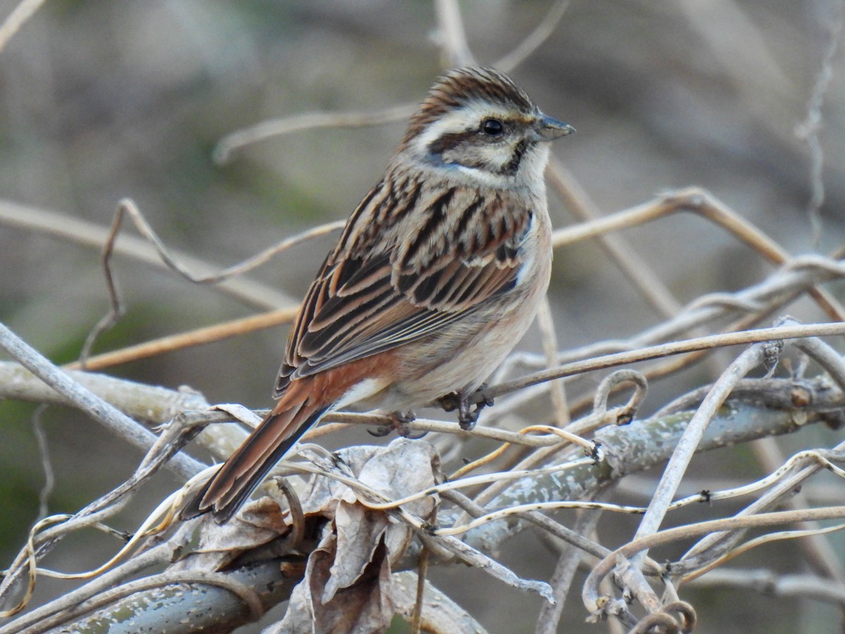 Emberiza sp. - ML615389671