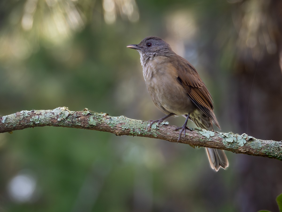 Pale-breasted Thrush - ML615389691