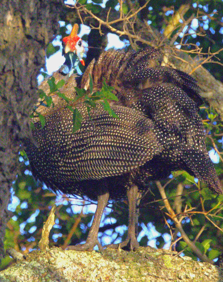 Helmeted Guineafowl - ML615389696