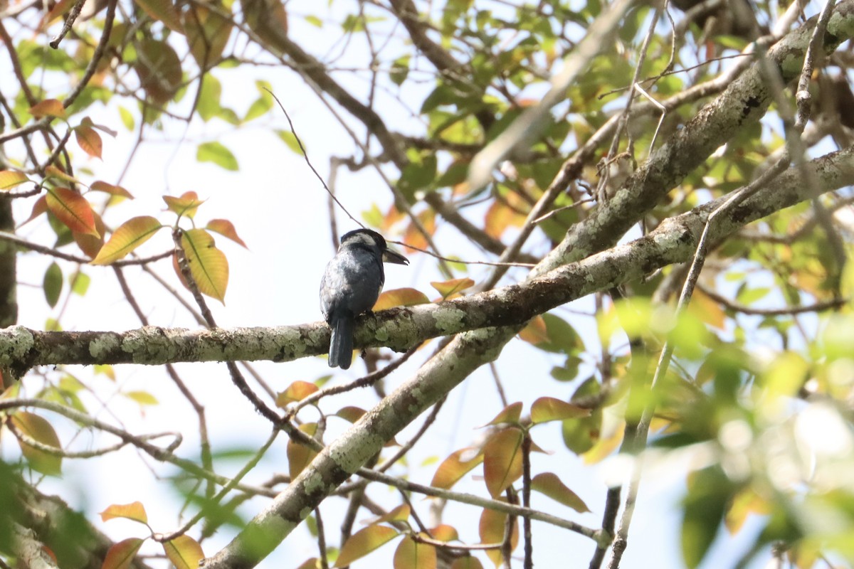 Black-breasted Puffbird - ML615389744