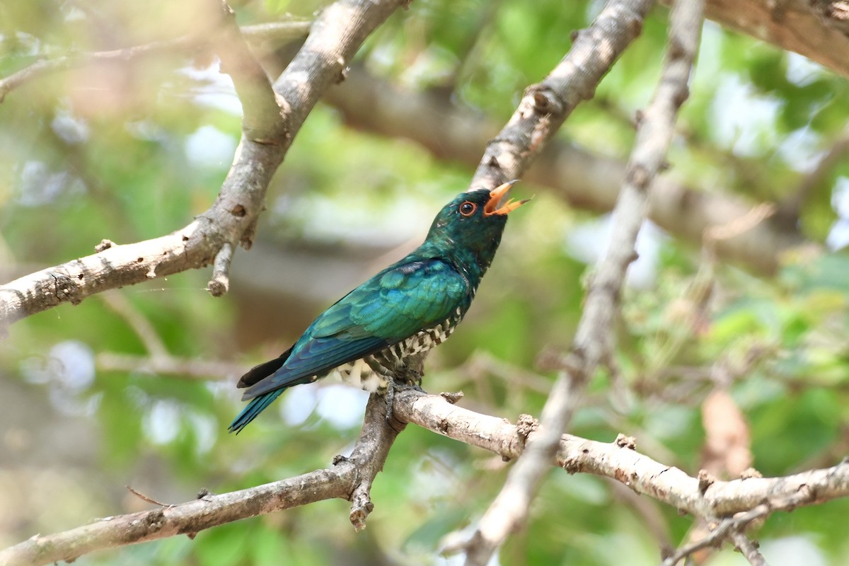 Asian Emerald Cuckoo - ML615389806