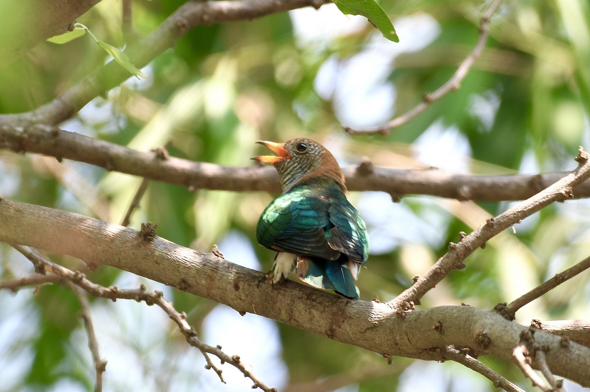 Asian Emerald Cuckoo - ML615389814