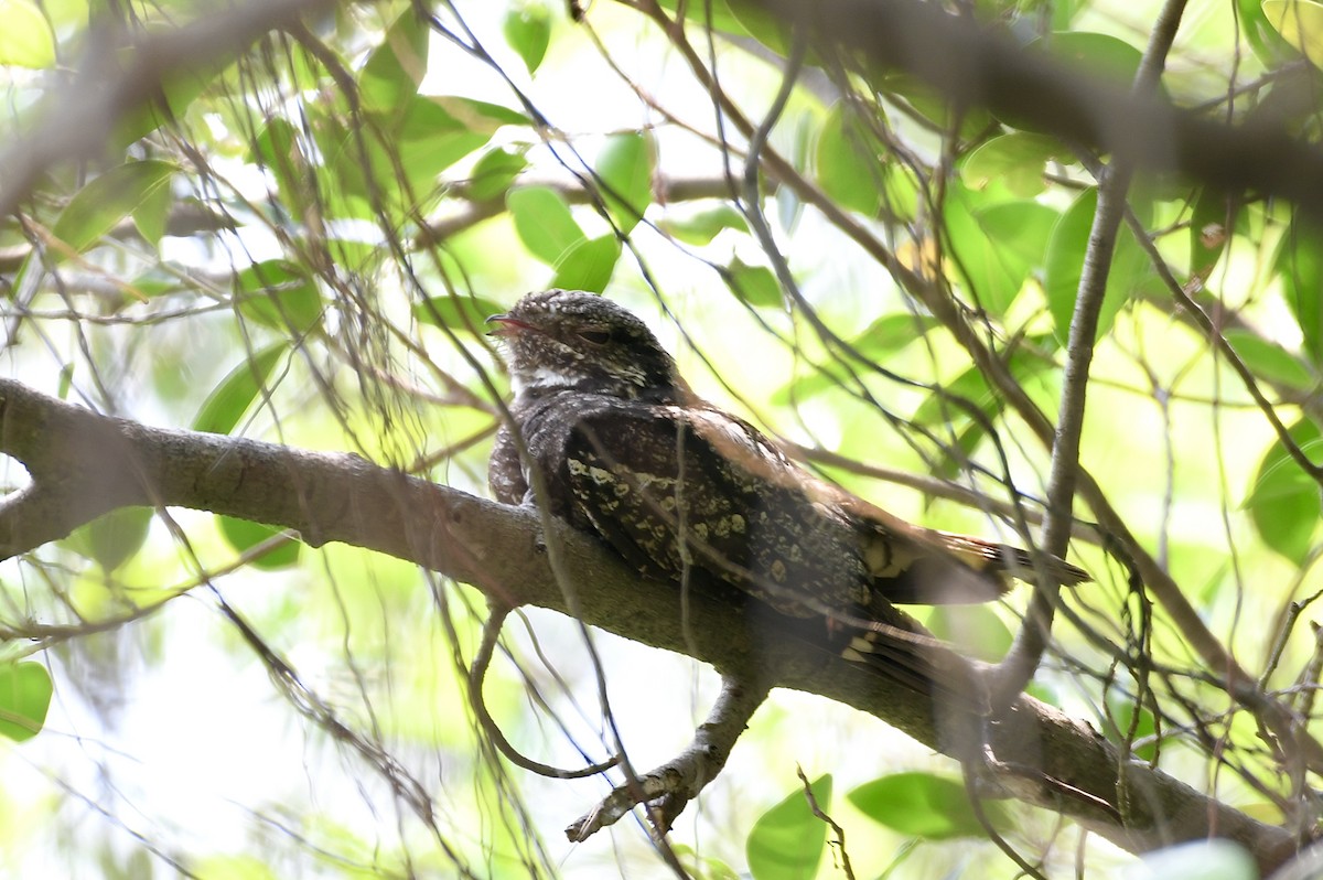 Gray Nightjar - Teeranan Tinpook