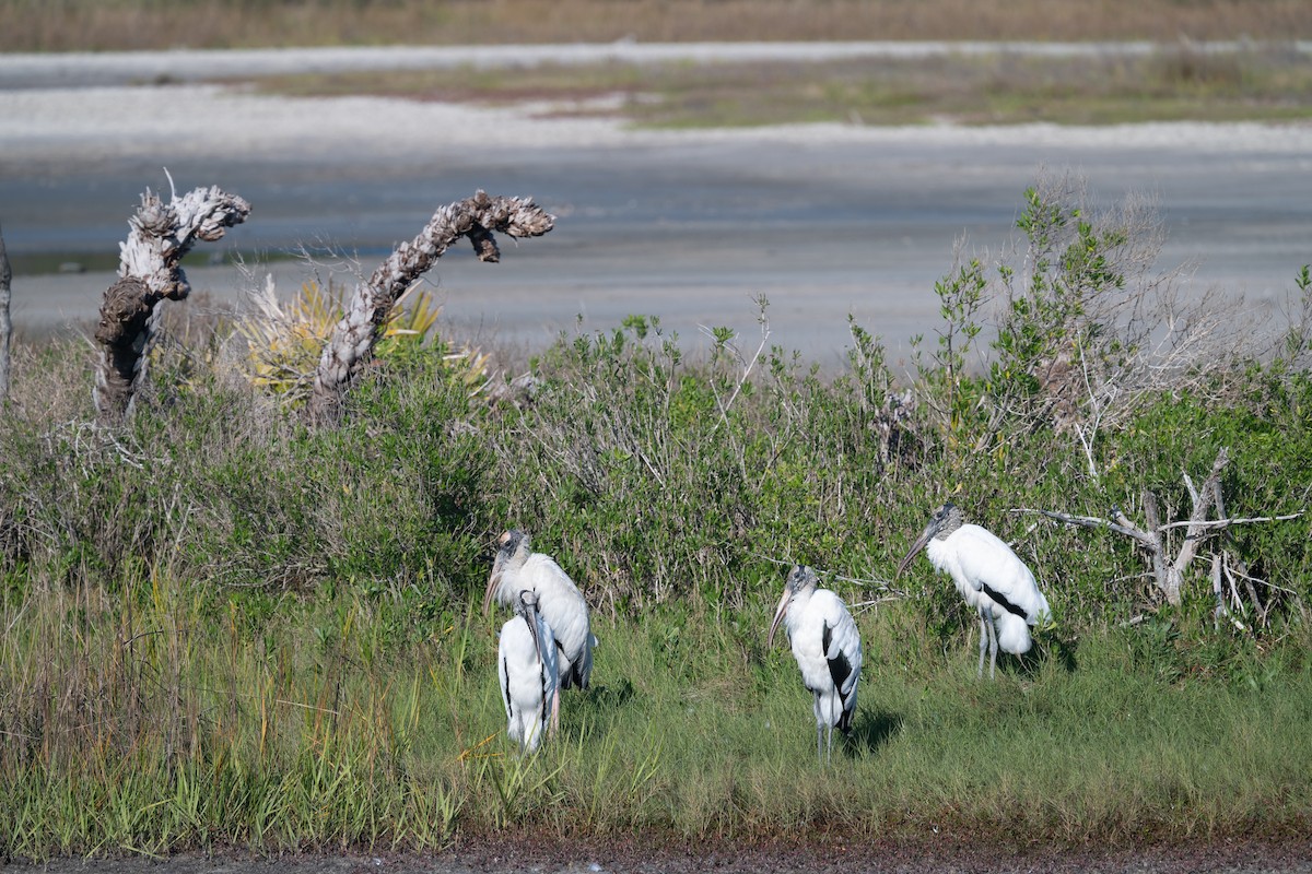 Wood Stork - ML615389828