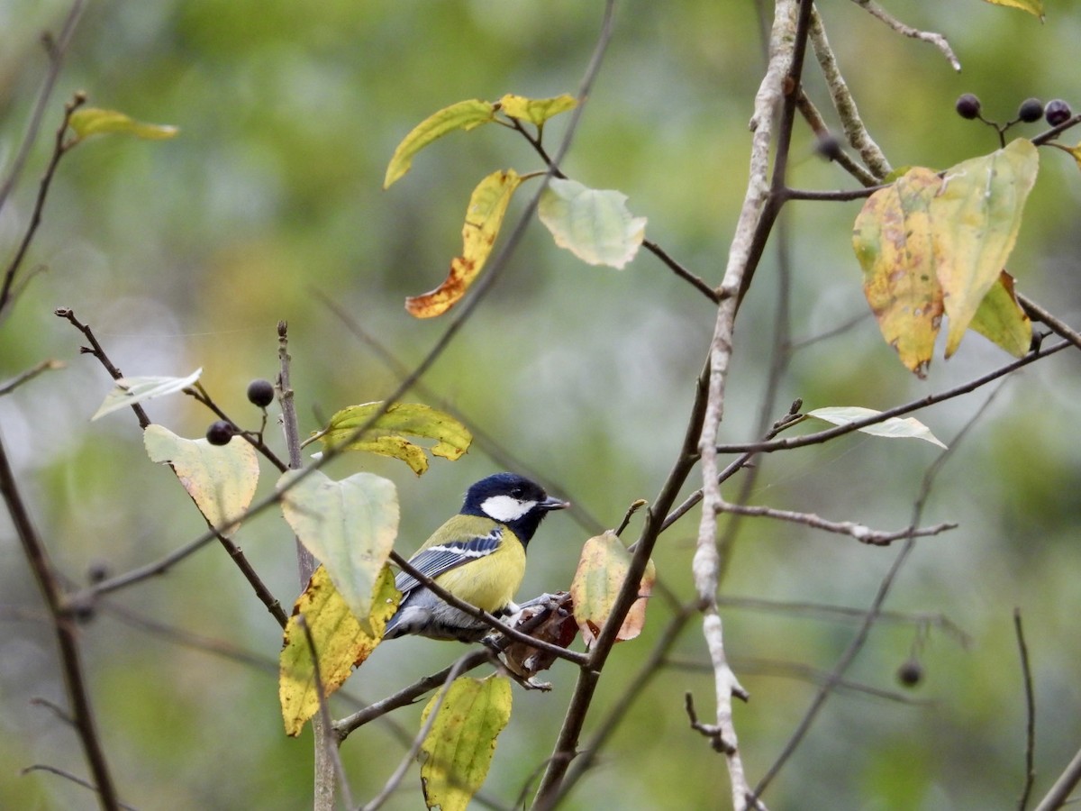 Green-backed Tit - Kamal Kumar