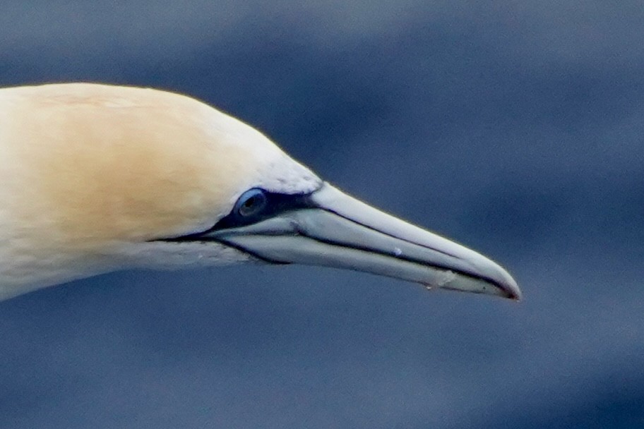 Australasian Gannet - ML615389848