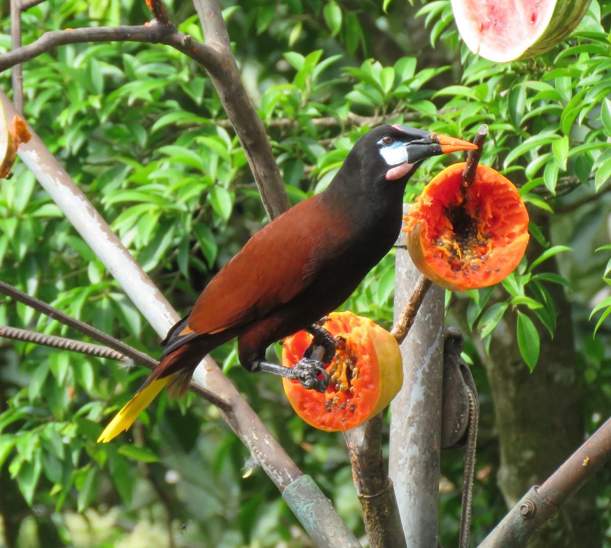 Montezuma Oropendola - Jim Peterson