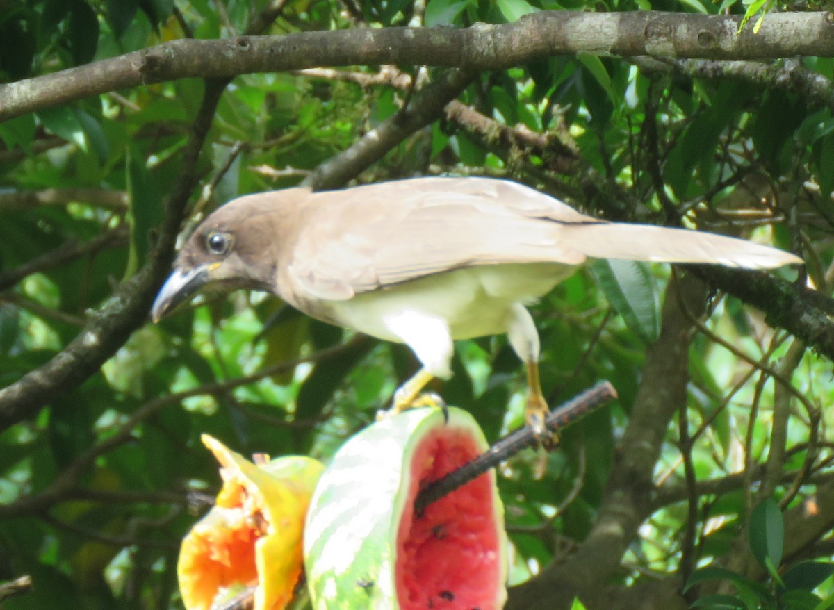 Brown Jay - ML615389935