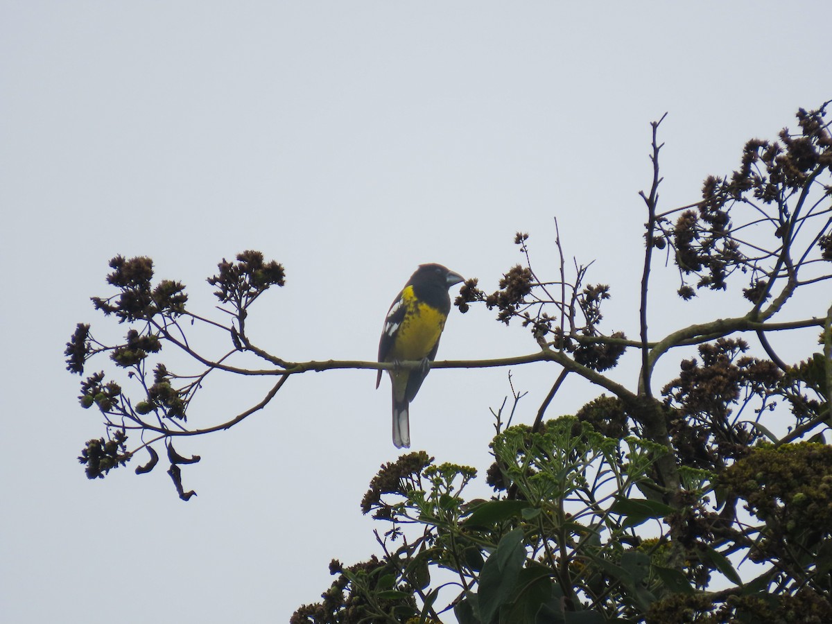 Black-backed Grosbeak - Raúl Castillo Albadan