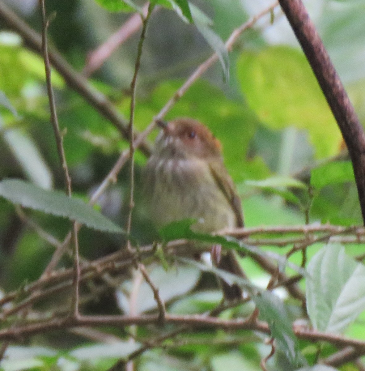 Scale-crested Pygmy-Tyrant - Jim Peterson