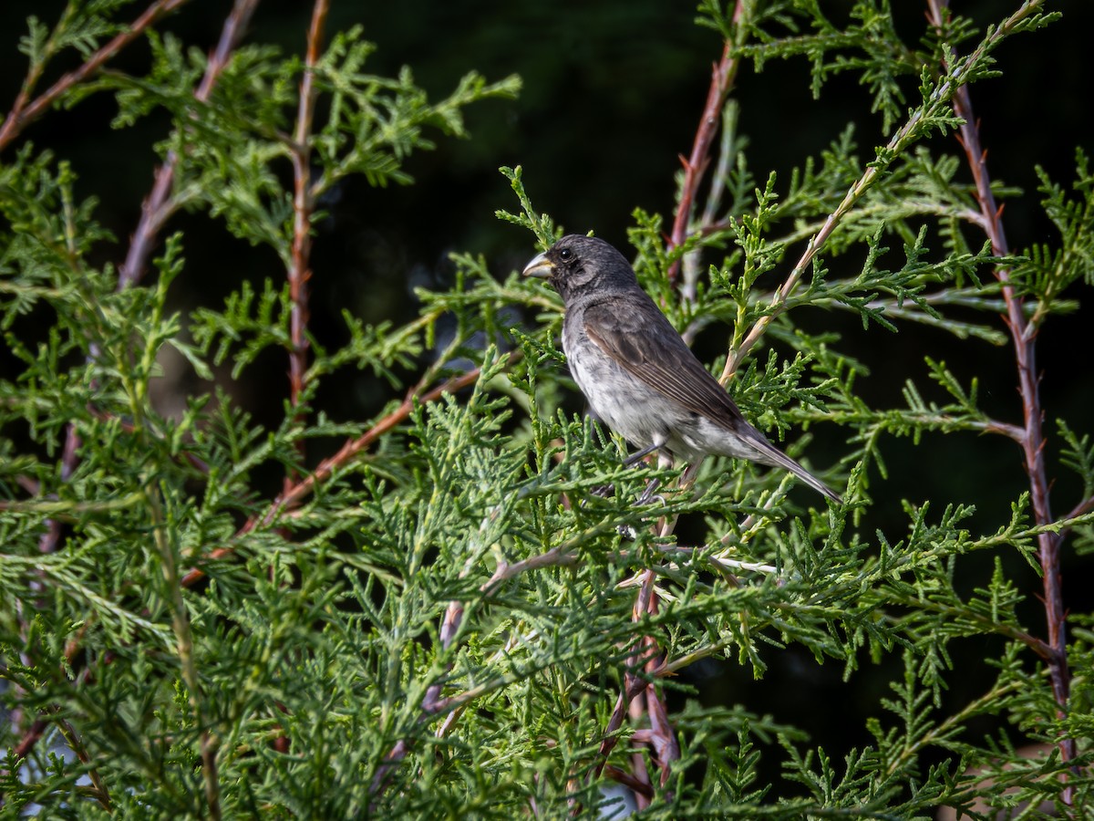 Dubois's Seedeater - ML615389984