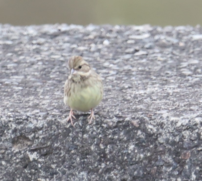 Black-faced/Masked Bunting - Chengheng Hu