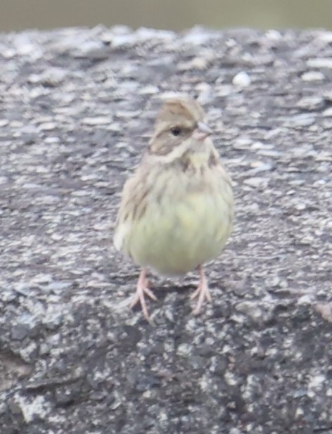 Black-faced/Masked Bunting - Chengheng Hu