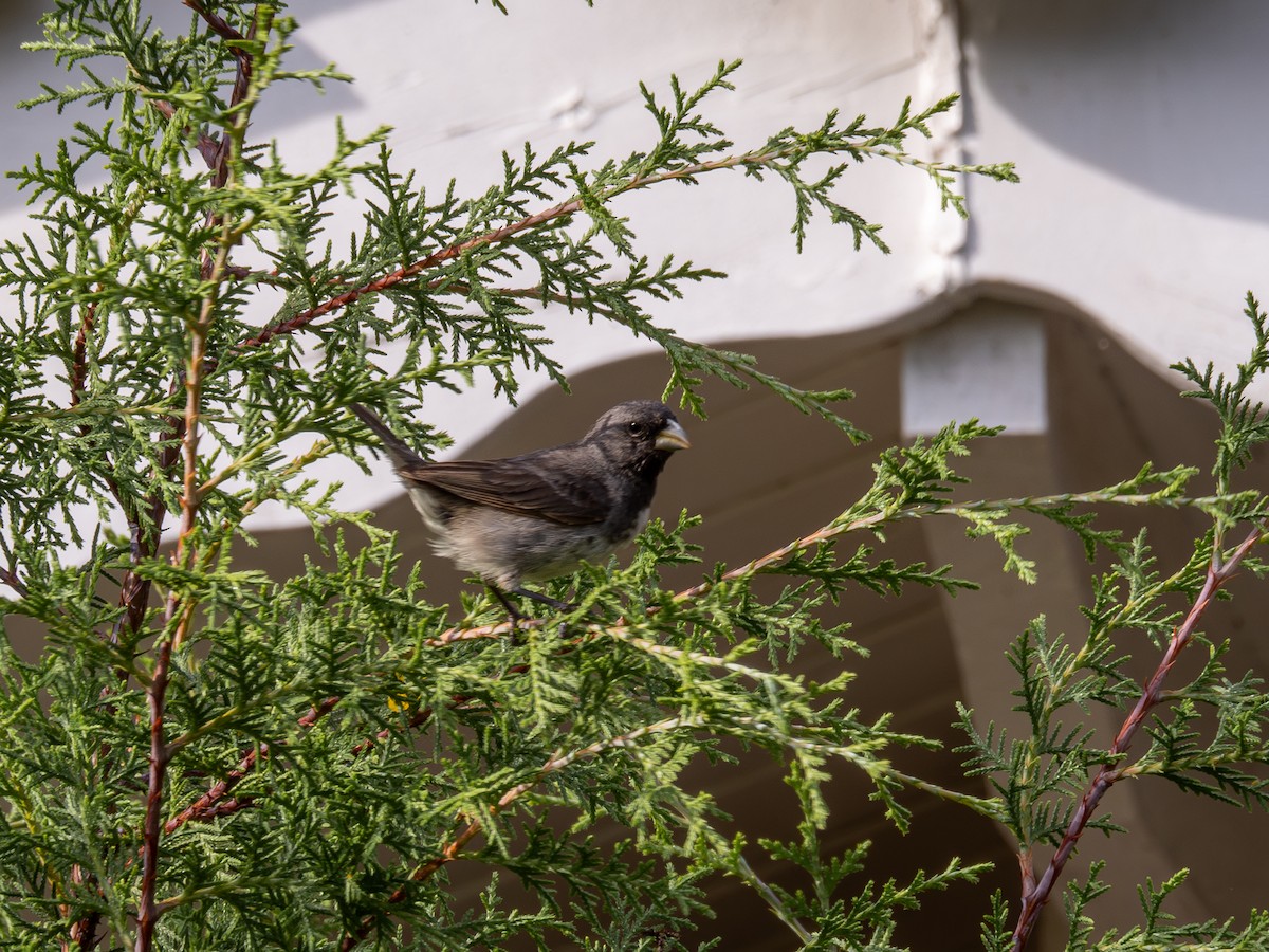 Dubois's Seedeater - ML615389988