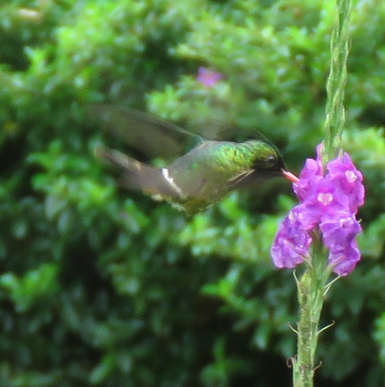 Black-crested Coquette - ML615389991