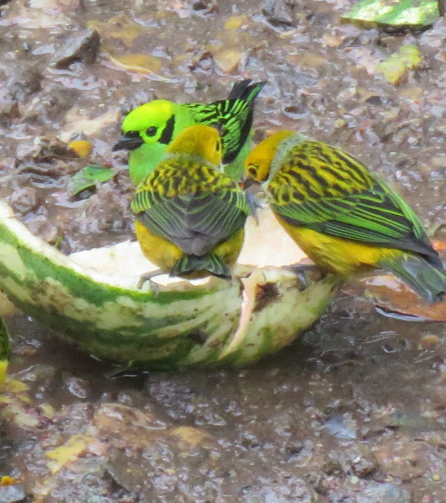 Emerald Tanager - Jim Peterson