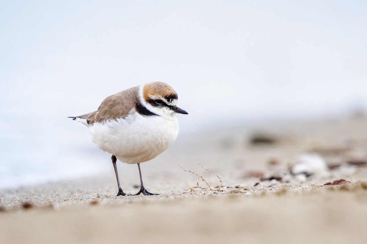 חופמי אלכסנדרי - ML615390039