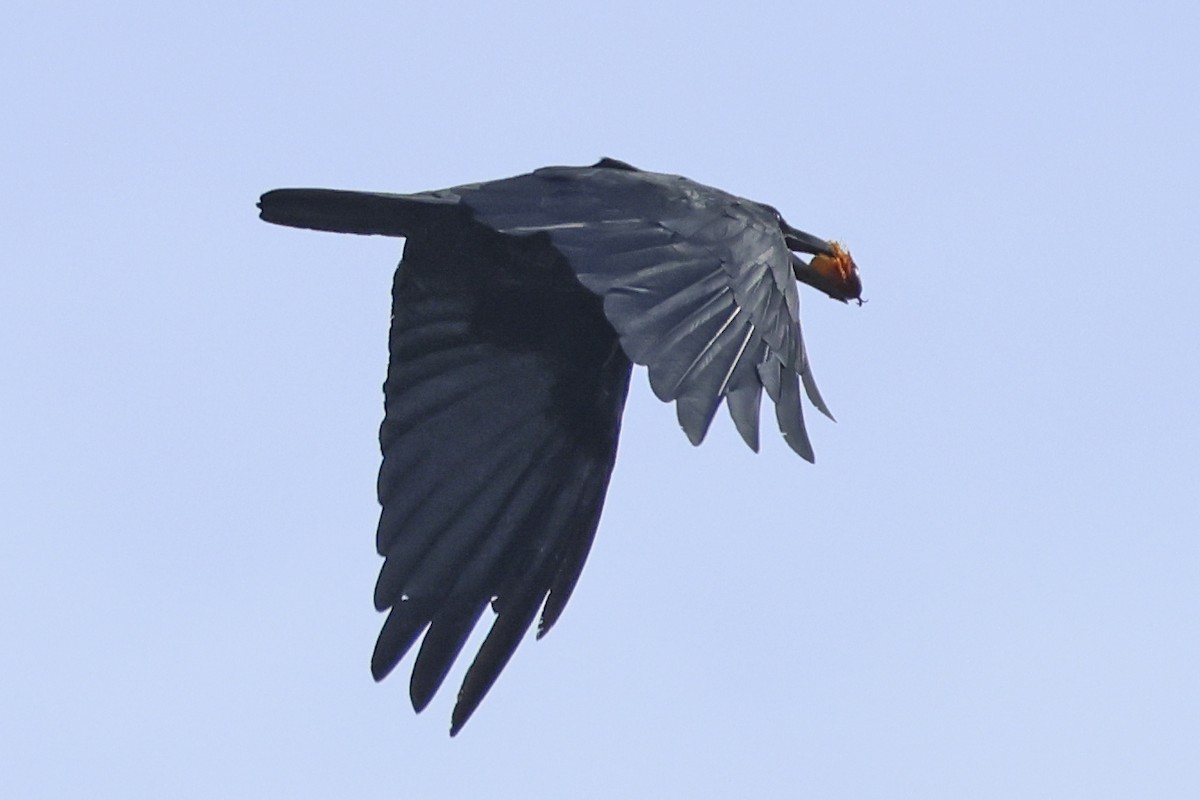 Slender-billed Crow - Steven Whitebread