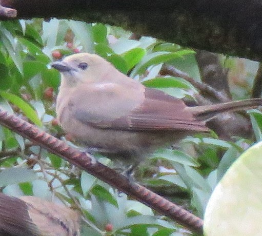 Palm Tanager - Jim Peterson