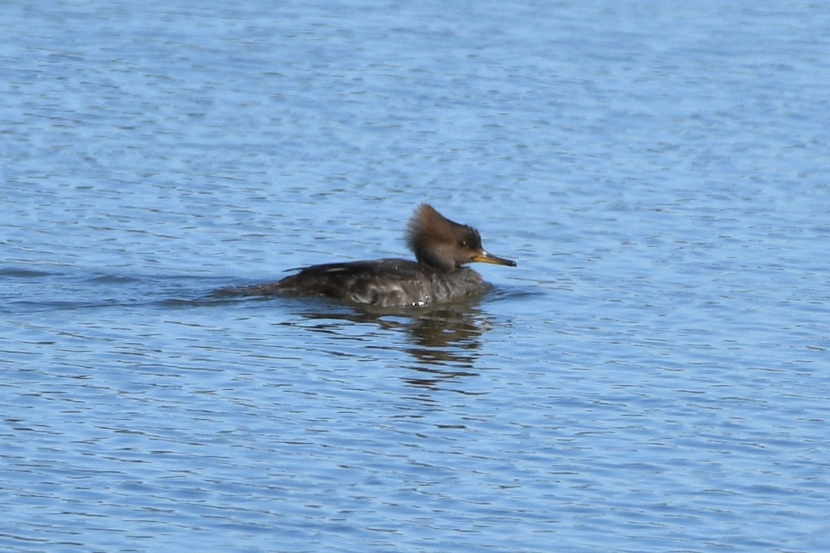 Hooded Merganser - ML615390097