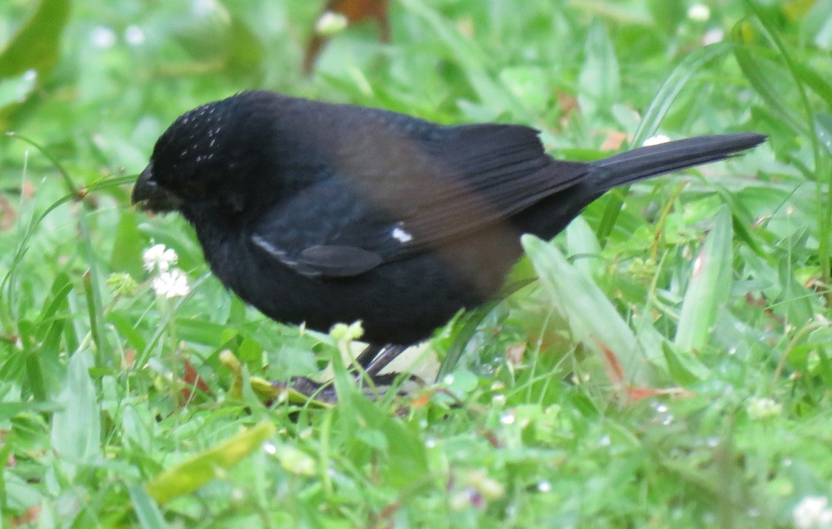 Variable Seedeater - Jim Peterson