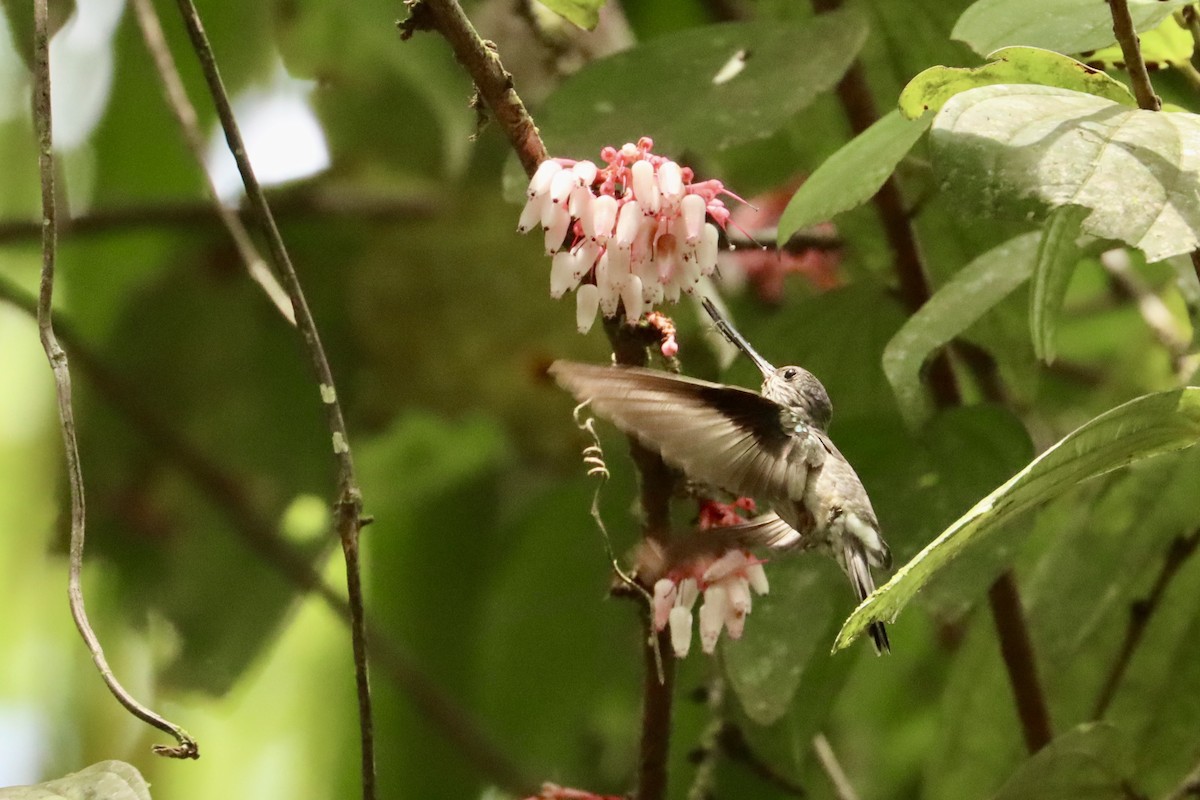 Tooth-billed Hummingbird - John van Dort