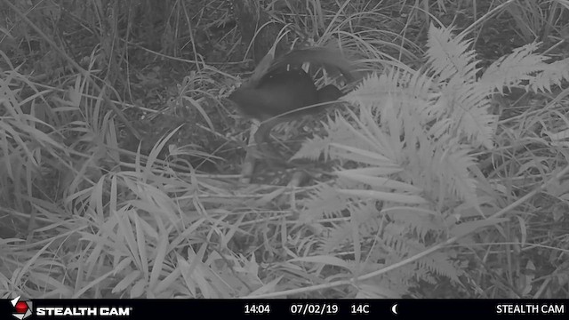 Albert's Lyrebird - ML615390192