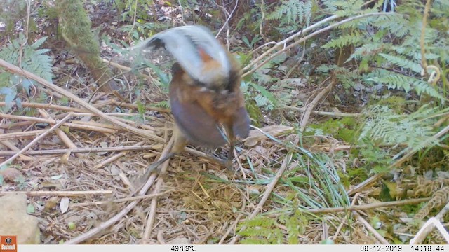 Albert's Lyrebird - ML615390207