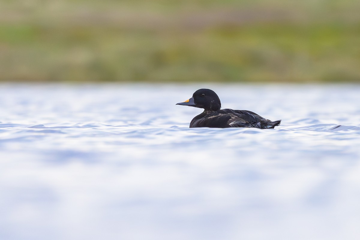 Common Scoter - ML615390240