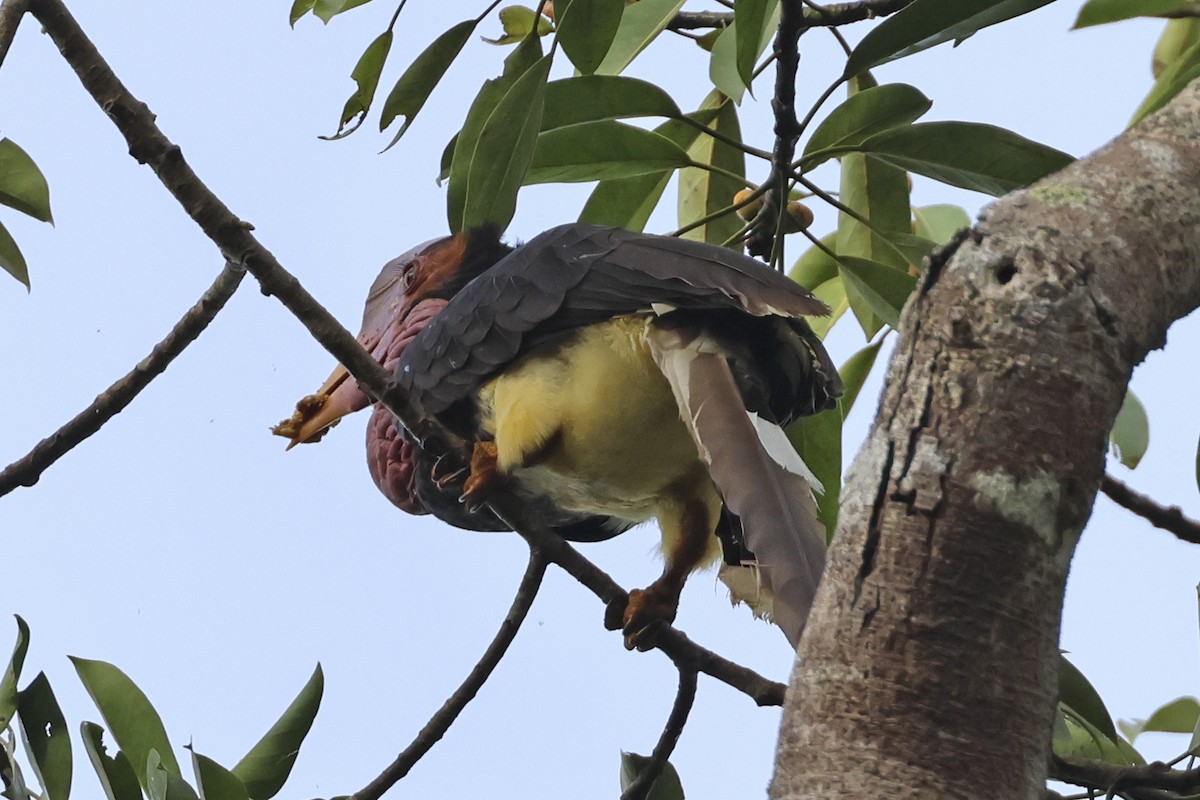 Helmeted Hornbill - Steven Whitebread